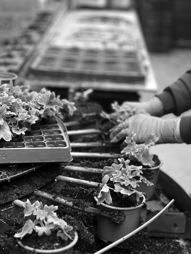 A person gardening in a plant nursery.